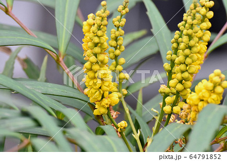 三鷹中原に咲く黄色いホソバヒイラギナンテンの花 64791852