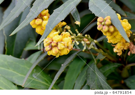 三鷹中原に咲く黄色いホソバヒイラギナンテンの花 64791854