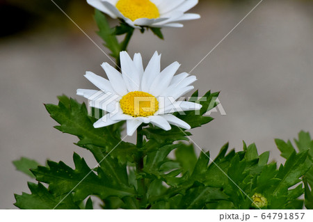 三鷹中原に咲く白いマーガレットの花 三鷹中原に咲く白いマーガレットの花 64791857