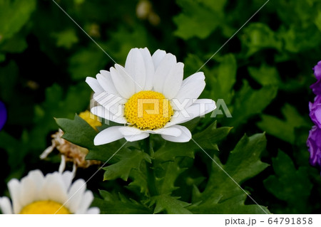 三鷹中原に咲く白いマーガレットの花 64791858