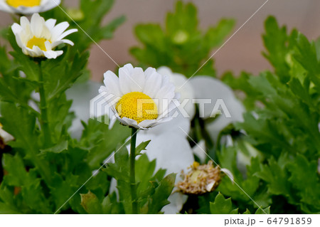 三鷹中原に咲く白いマーガレットの花 三鷹中原に咲く白いマーガレットの花 64791859