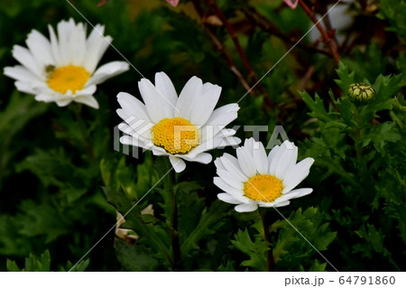 三鷹中原に咲く白いマーガレットの花 64791860