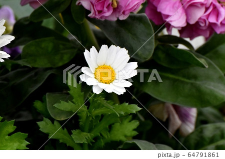 三鷹中原に咲く白いマーガレットの花 三鷹中原に咲く白いマーガレットの花 64791861
