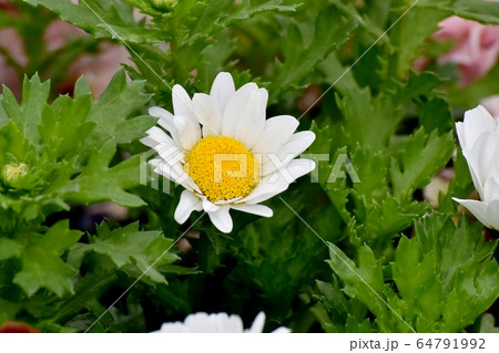 三鷹中原に咲く白いマーガレットの花 64791992
