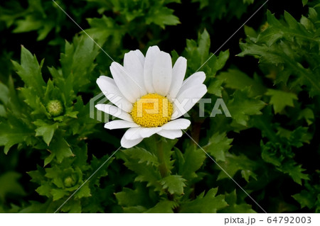 三鷹中原に咲く白いマーガレットの花 64792003