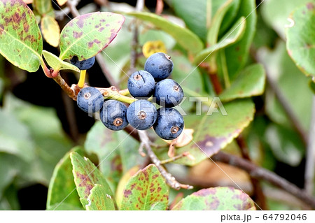 三鷹中原になる黒いシャリンバイの実 三鷹中原になる黒いシャリンバイの実 64792046