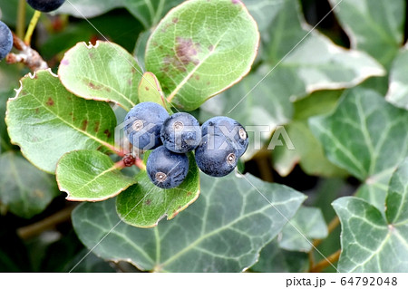 三鷹中原になる黒いシャリンバイの実 三鷹中原になる黒いシャリンバイの実 64792048