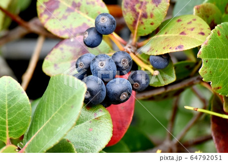 三鷹中原になる黒いシャリンバイの実 三鷹中原になる黒いシャリンバイの実 64792051