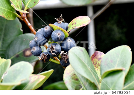 三鷹中原になる黒いシャリンバイの実 三鷹中原になる黒いシャリンバイの実 64792054