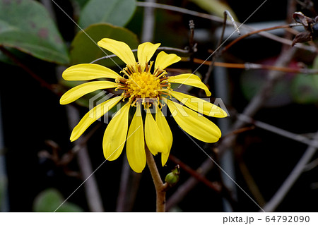 三鷹中原に咲く黄色いツワブキの花 64792090
