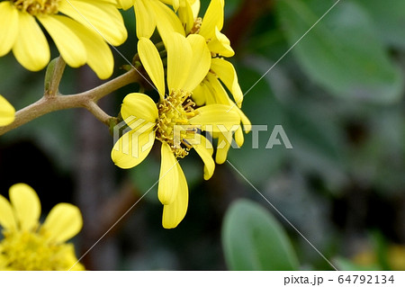 三鷹中原に咲く黄色いツワブキの花 三鷹中原に咲く黄色いツワブキの花 64792134