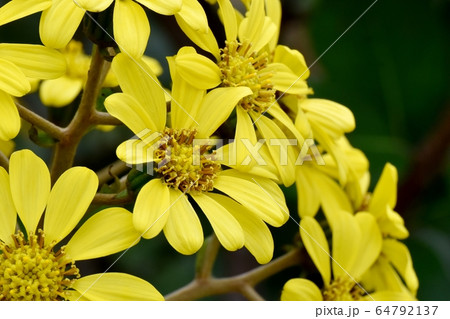 三鷹中原に咲く黄色いツワブキの花 三鷹中原に咲く黄色いツワブキの花 64792137