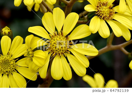 三鷹中原に咲く黄色いツワブキの花 64792139