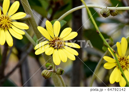 三鷹中原に咲く黄色いツワブキの花 三鷹中原に咲く黄色いツワブキの花 64792142