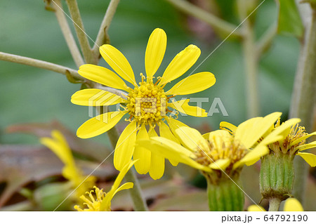 三鷹中原に咲く黄色いツワブキの花 三鷹中原に咲く黄色いツワブキの花 64792190