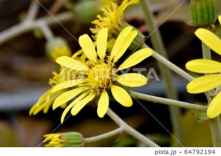 三鷹中原に咲く黄色いツワブキの花 三鷹中原に咲く黄色いツワブキの花 64792194