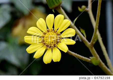 三鷹中原に咲く黄色いツワブキの花 三鷹中原に咲く黄色いツワブキの花 64792198