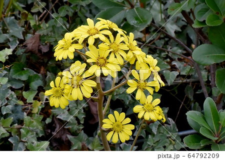 三鷹中原に咲く黄色いツワブキの花 三鷹中原に咲く黄色いツワブキの花 64792209