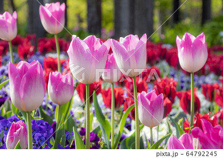 チューリップとビオラ 64792245