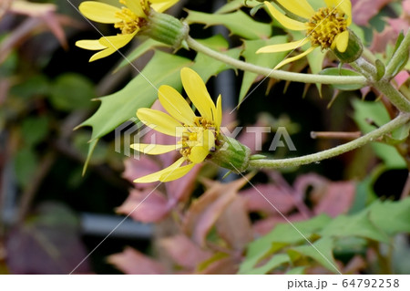 三鷹中原に咲く黄色いツワブキの花 64792258