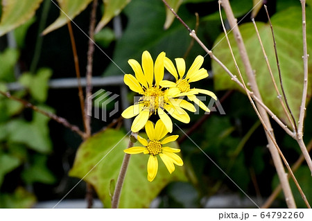三鷹中原に咲く黄色いツワブキの花 64792260