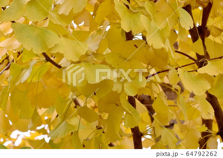 三鷹中原になる黄葉したイチョウの葉 三鷹中原になる黄葉したイチョウの葉 64792262