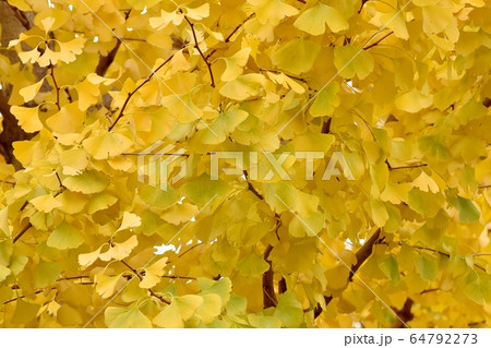 三鷹中原になる黄葉したイチョウの葉 64792273