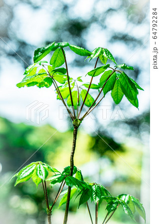 山菜の女王　コシアブラ 64792284