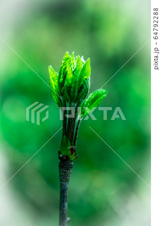 山菜の女王　コシアブラ 64792288