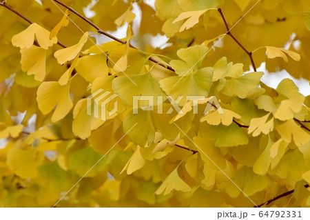 三鷹中原になる黄葉したイチョウの葉 64792331