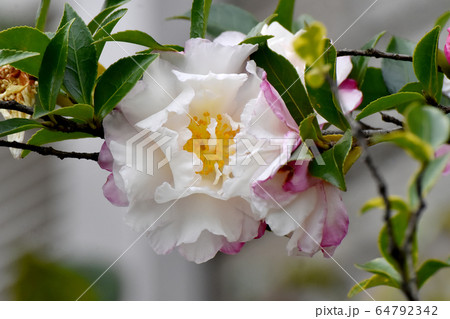 三鷹中原に咲く白と淡いピンクのカンツバキの花 三鷹中原に咲く白と淡いピンクのカンツバキの花 64792342