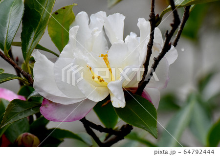 三鷹中原に咲く白と淡いピンクのカンツバキの花 64792444