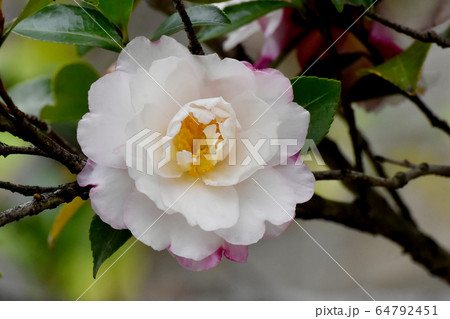 三鷹中原に咲く白と淡いピンクのカンツバキの花 三鷹中原に咲く白と淡いピンクのカンツバキの花 64792451