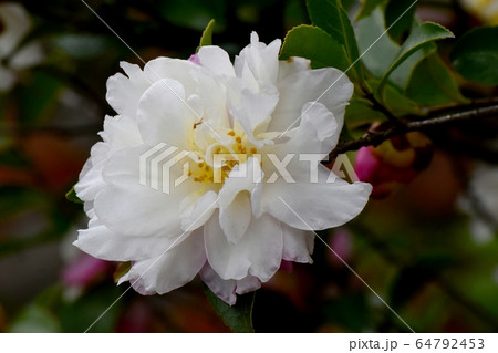 三鷹中原に咲く白と淡いピンクのカンツバキの花 三鷹中原に咲く白と淡いピンクのカンツバキの花 64792453