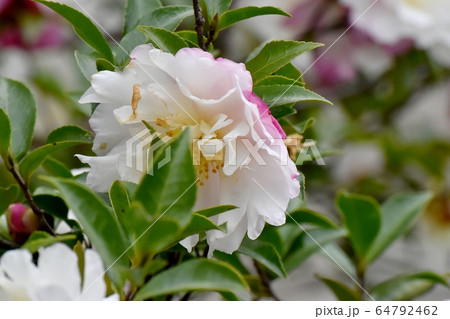 三鷹中原に咲く白と淡いピンクのカンツバキの花 64792462