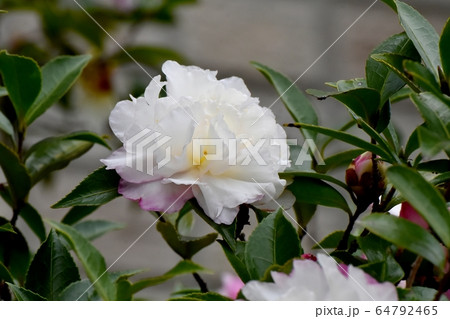 三鷹中原に咲く白と淡いピンクのカンツバキの花 64792465