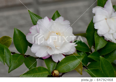 三鷹中原に咲く白と淡いピンクのカンツバキの花 64792468