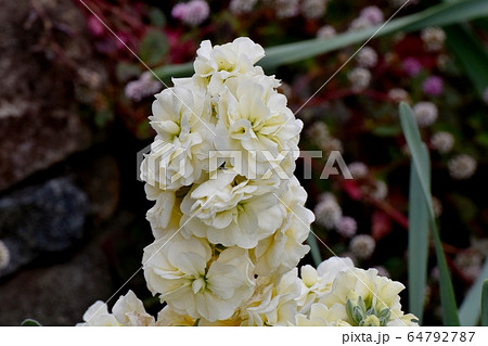 三鷹中原に咲く白いストック 64792787