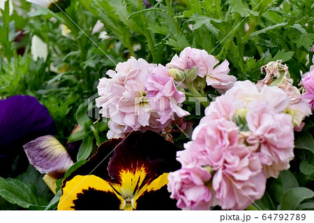 三鷹中原に咲く淡いピンクのストックの花 三鷹中原に咲く淡いピンクのストックの花 64792789