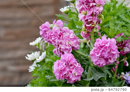 三鷹中原に咲くピンクのストックの花 三鷹中原に咲くピンクのストックの花 64792790
