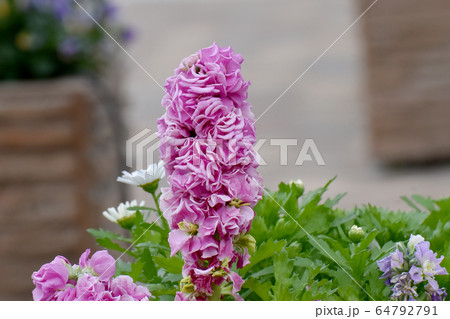 三鷹中原に咲くピンクのストックの花 三鷹中原に咲くピンクのストックの花 64792791