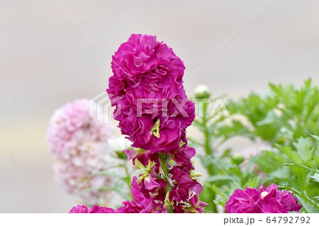 三鷹中原に咲くピンクのストックの花 三鷹中原に咲くピンクのストックの花 64792792