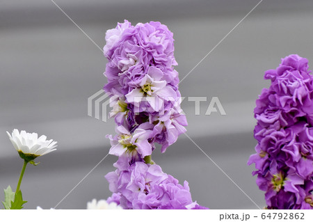 三鷹中原に咲く紫色のストックの花 三鷹中原に咲く紫色のストックの花 64792862