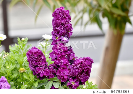 三鷹中原に咲く紫色のストックの花 三鷹中原に咲く紫色のストックの花 64792863