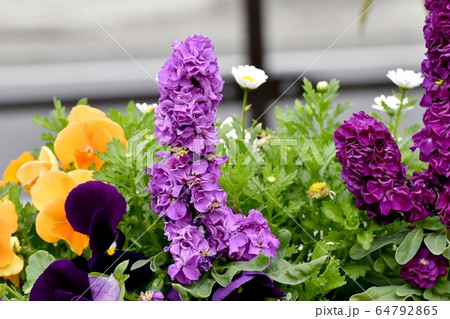 三鷹中原に咲く紫色のストックの花 64792865