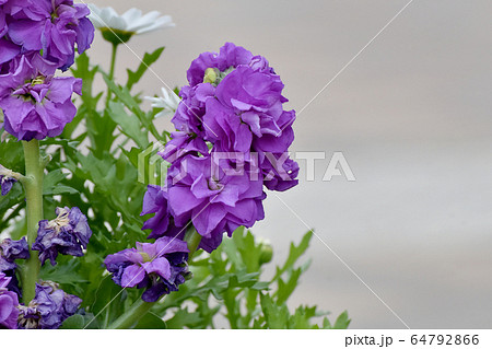 三鷹中原に咲く紫色のストックの花の写真素材