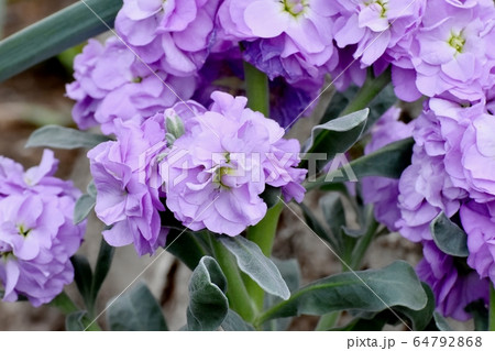 三鷹中原に咲く青紫色のストック 64792868