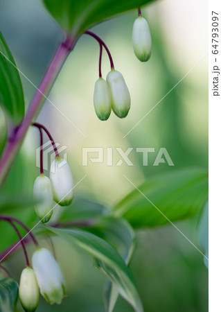 アマドコロ5398 アマドコロ5398 64793097