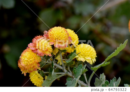 三鷹中原に咲く茶と黄色のキクの花 三鷹中原に咲く茶と黄色のキクの花 64793322