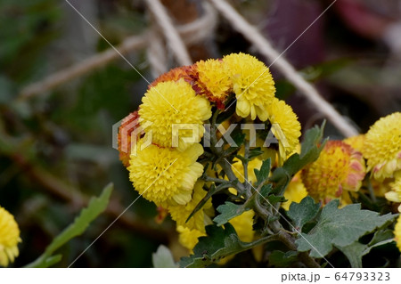 三鷹中原に咲く茶と黄色のキクの花 三鷹中原に咲く茶と黄色のキクの花 64793323